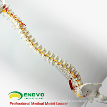 SPINE05 12377 Medizinische Wissenschaft Human Flexible Spine Painted Muskeln, Lebensgroße Wirbelsäule Modelle